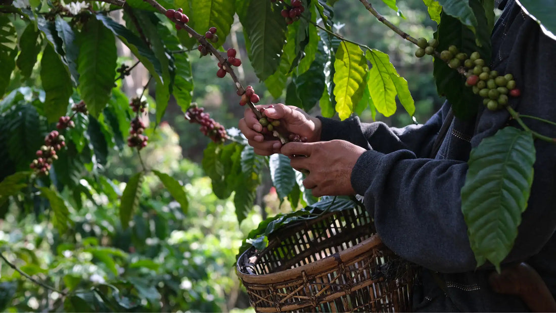 Arabica vs. Robusta – erklärt
